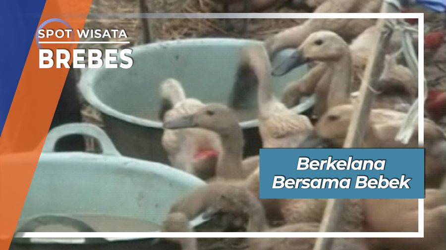 Berkelana Bersama Bebek, Brebes