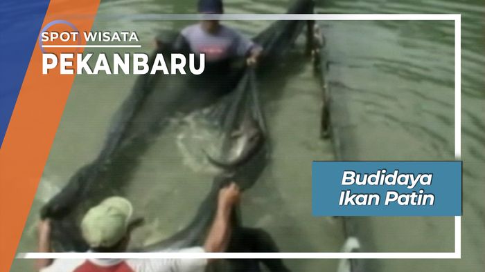 Budidaya Ikan Patin, Pekanbaru