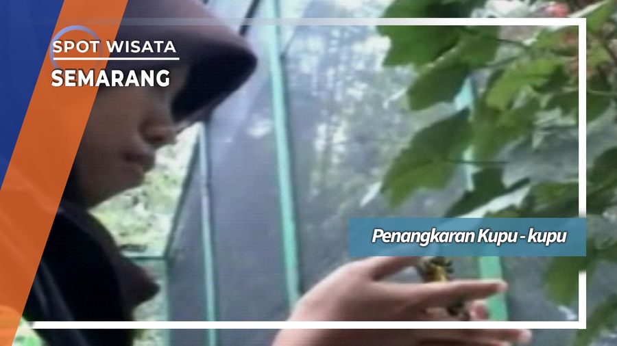 Penangkaran Kupu-kupu, Semarang