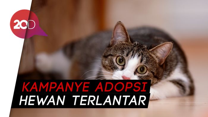 Gemasnya Lihat Kucing Peliharaan Jadi Artis Hollywood