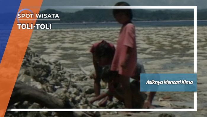 Mencari Kima,  Si Kerang Pantai Pulau Lingayan Toli - toli Sulawesi Tengah