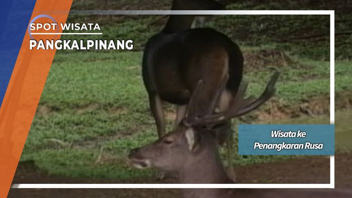 Penangkaran Rusa dan Kijang Pangkalpinang Provinsi Kepulauan Bangka Belitung