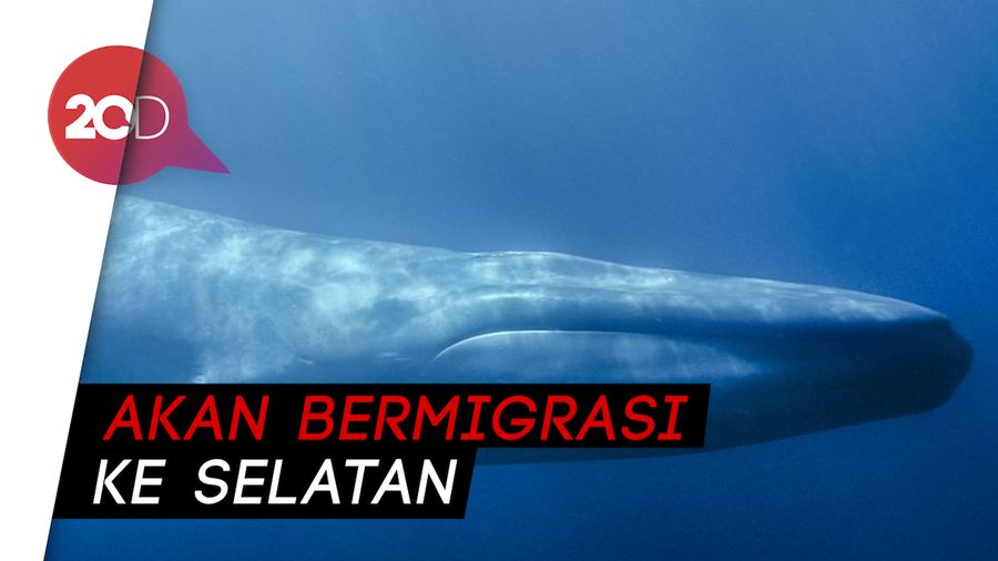 Aksi Sekelompok Paus Bermigrasi Bersama Kawanan Lumba-lumba