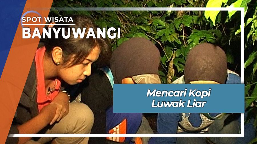 Mencari Kopi Luwak Liar Banyuwangi