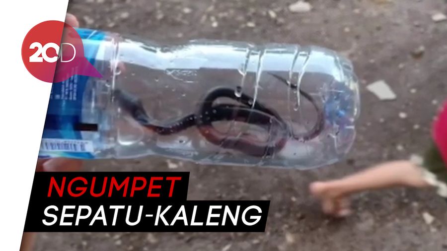 17 Kobra Teror Warga Tasikmalaya, Muncul di Halaman hingga Kamar