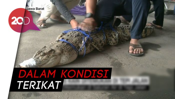 Cari Cacing, Warga Bekasi Temukan Buaya Kondisinya Terikat