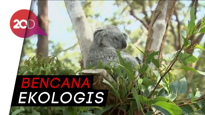 Miliaran Flora dan Fauna Asli Australia Hilang Akibat Kebakaran