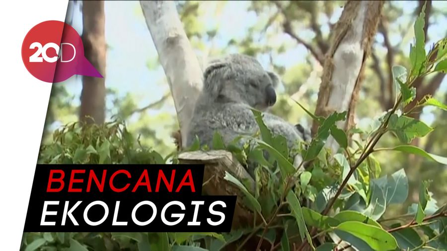 Miliaran Flora dan Fauna Asli Australia Hilang Akibat Kebakaran