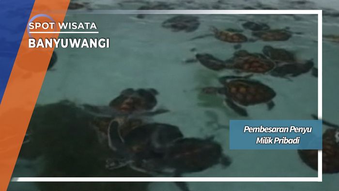 Pembesaran Penyu Milik Pribadi di Banyuwangi
