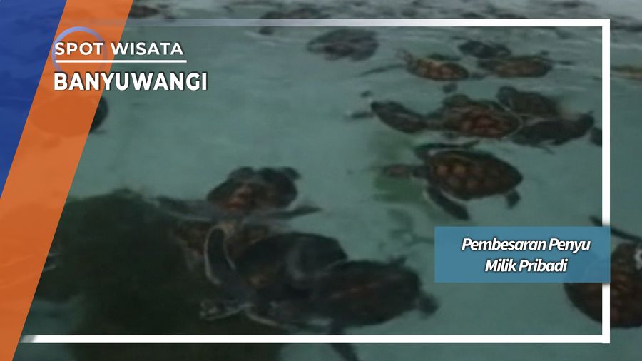 Pembesaran Penyu Milik Pribadi di Banyuwangi