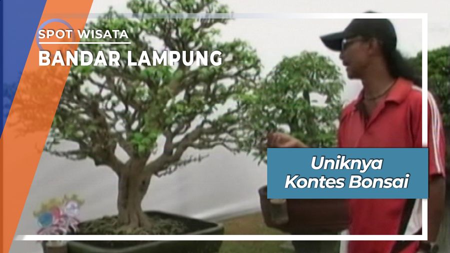Uniknya Kontes Bonsai, Bandar Lampung