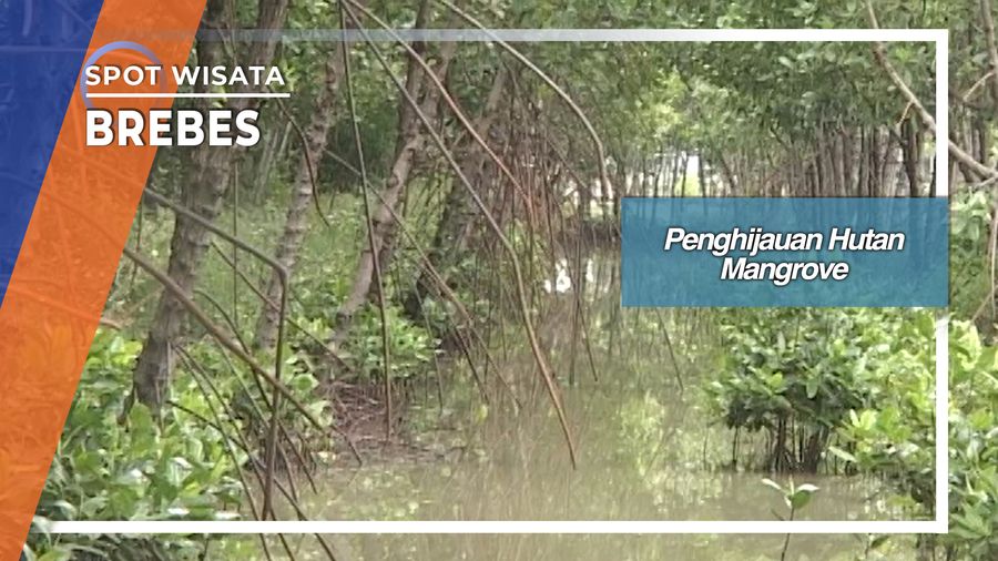 Hutan Mangrove Desa Grinting Bulakamba Brebes