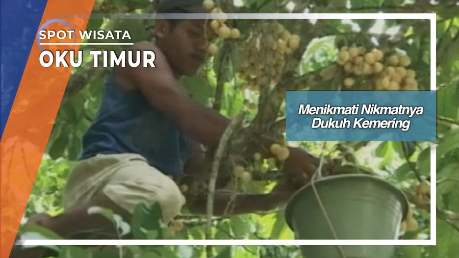 Duku Manis Komering Desa Pulau Negara Ogan Komering Ulu Timur 
