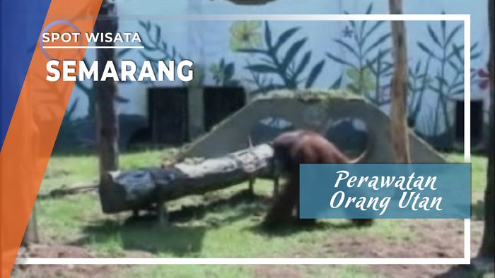 Orang Utan Mangkang Semarang