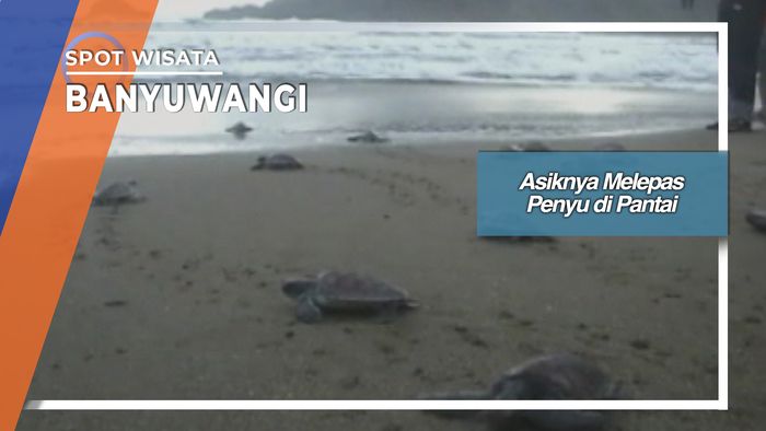 Melepas Tukik di Pantai Rajegwesi Pesanggaran Banyuwangi