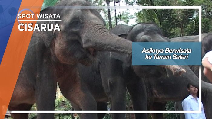 Berwisata ke Taman Safari Cisarua 