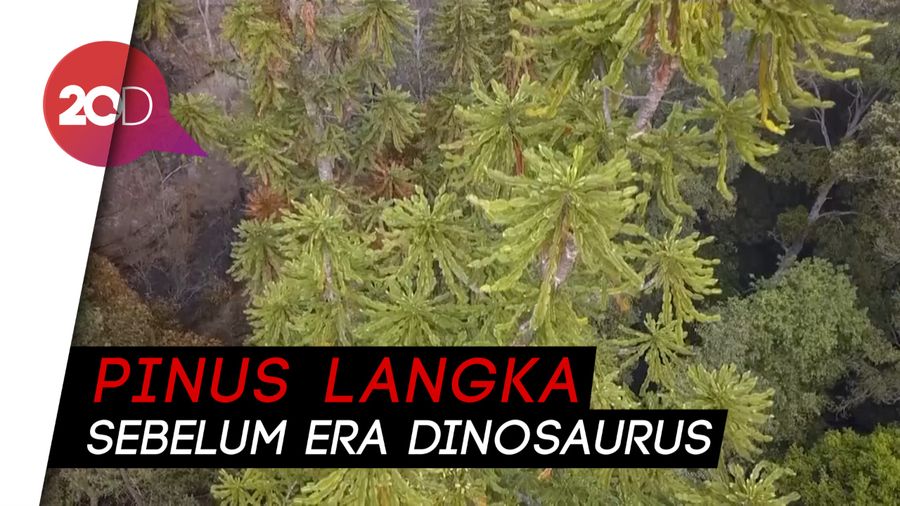 Australia Selamatkan Pinus Purba dari Kebakaran Hutan
