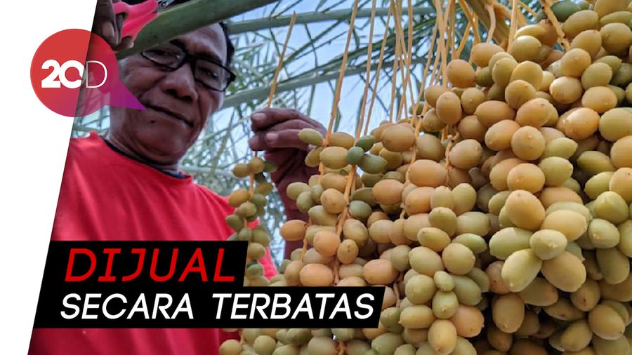 Heboh Pohon Kurma Berbuah Lebat di Ponorogo!