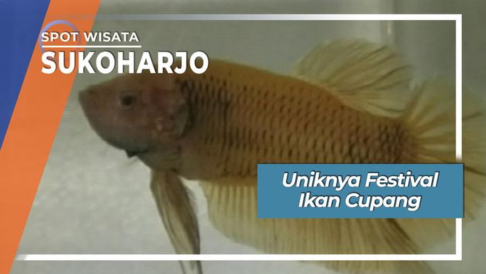 Festival Ikan Cupang di Sukoharjo