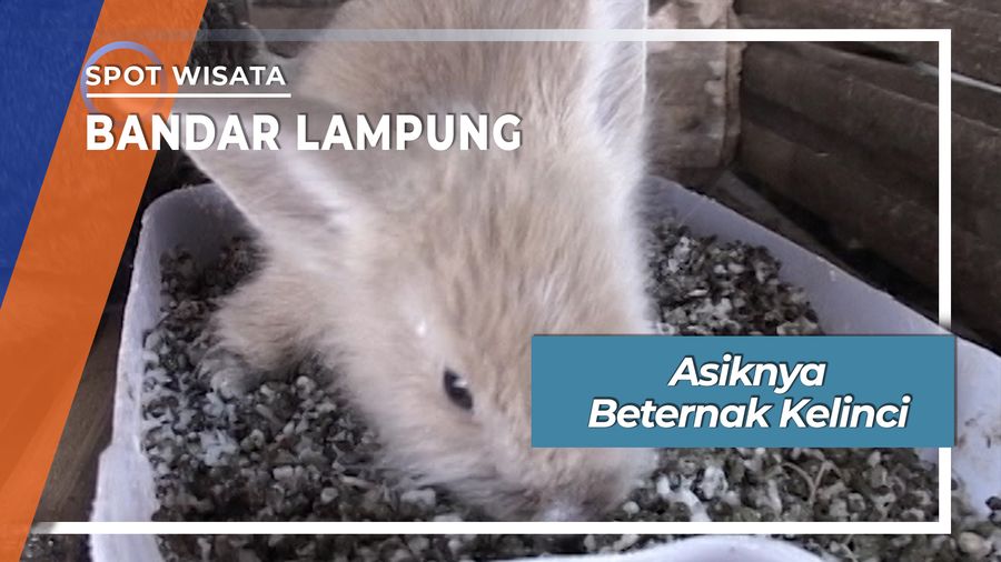 Beternak Kelinci Bandar Lampung