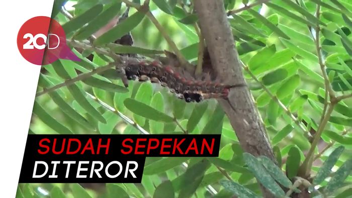 Sekolah di Pangkalpinang Diteror Ulat Bulu, Siswa Gatal-gatal