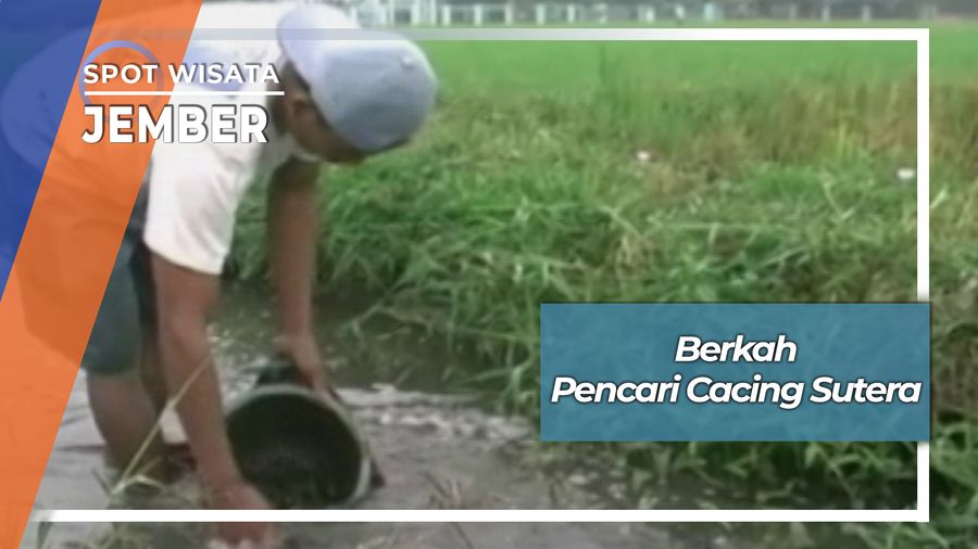 Pencari Cacing Sutera Desa Mangli Jember