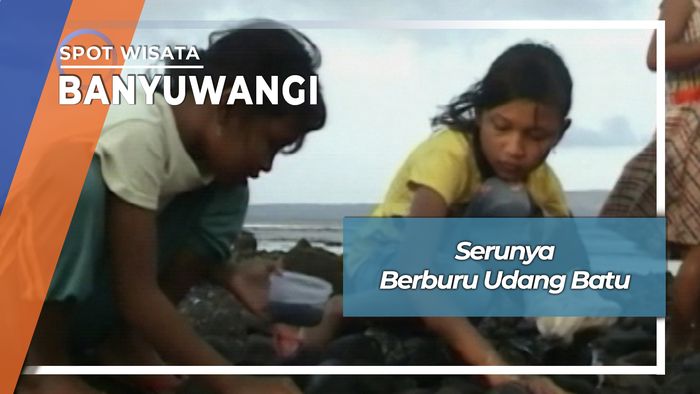 Berburu Udang Batu Di Pantai Bulusan Kalipuro Banyuwangi