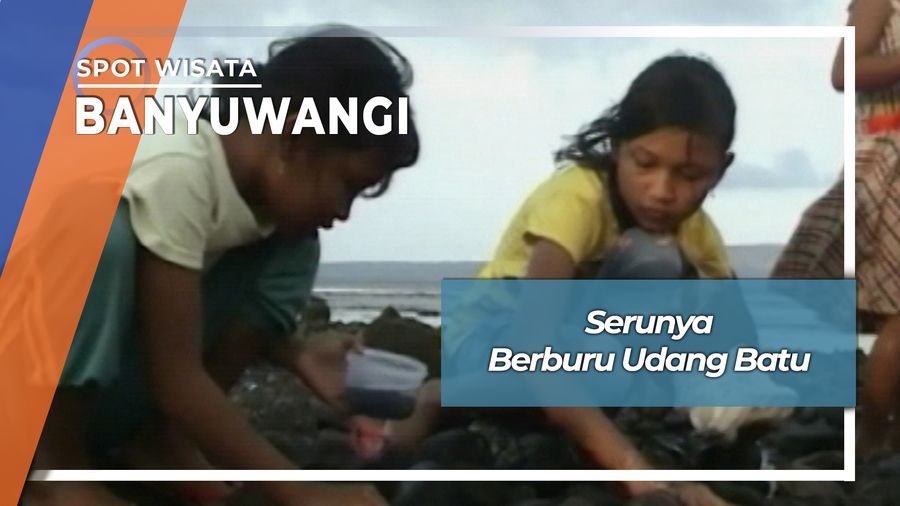 Berburu Udang Batu Di Pantai Bulusan Kalipuro Banyuwangi