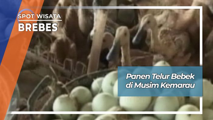 Panen Telur Bebek Randusanga Brebes