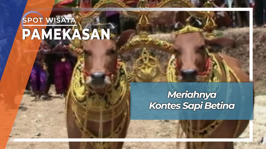 Sonok, Kontes Sapi Betina Desa Dempo Barat Pasean Pamekasan