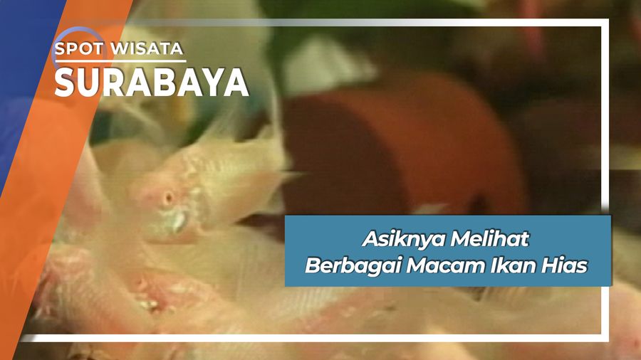 Asiknya Mengunjungi Pasar Ikan Hias Jalan Gunung Sari Surabaya 