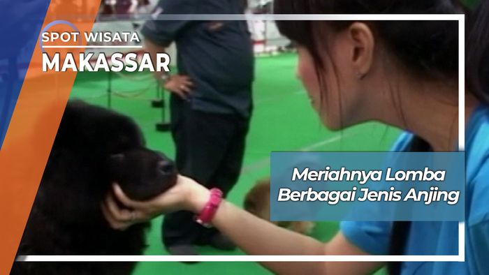 Lomba Anjing Ras Makassar