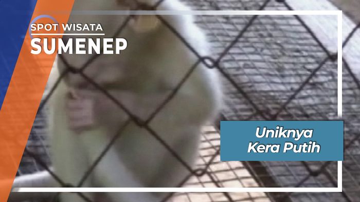 Uniknya Kera Putih Desa Torjek Kangayan Sumenep