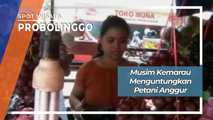 Manisnya Anggur Probolinggo Di Desa Banjarsari Sumberasih JawaTimur