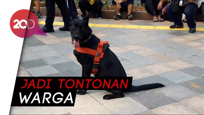 Kawanan Anjing Pelacak Ramaikan CFD
