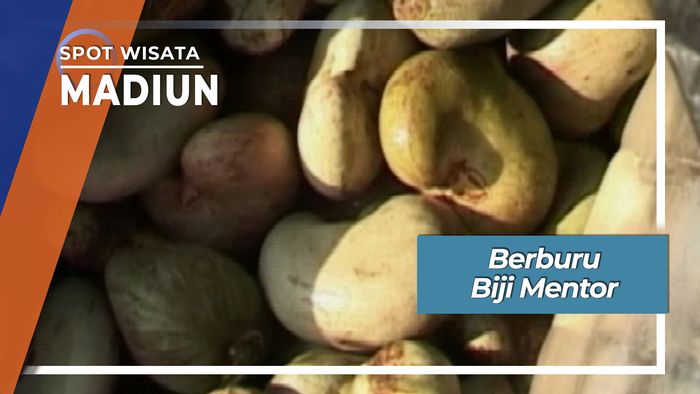 Tradisi Berburu Biji Jambu Monyet Di Wonosari Madiun