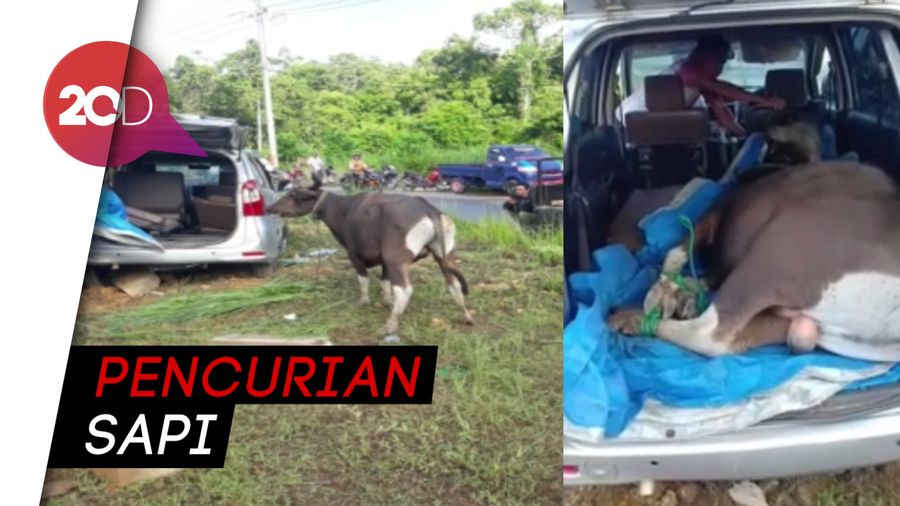 Avanza Pembawa Sapi Curian Terguling, Sopir Kabur