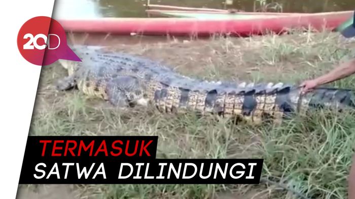 Bikin Resah, Buaya Muara 4,2 Meter Ditangkap Warga Konut!