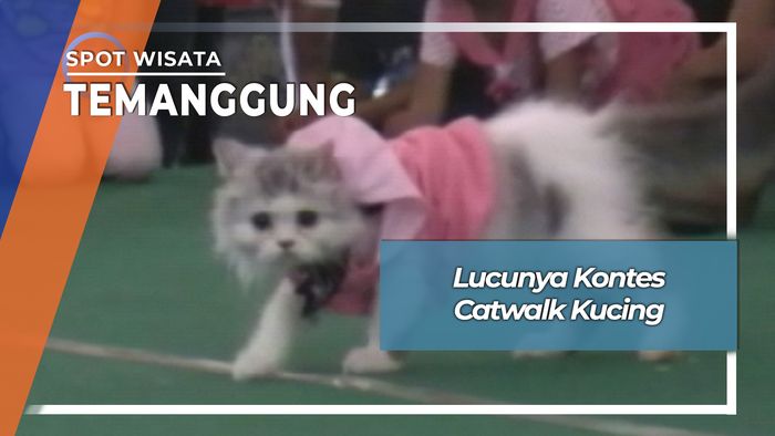 Kontes Catwalk Kucing, Temanggung