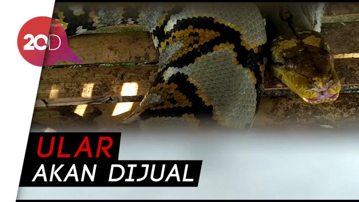 Makan Ternak Warga Blitar, Sanca 3,6 Meter Ditangkap