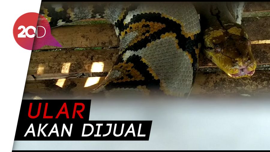 Makan Ternak Warga Blitar, Sanca 3,6 Meter Ditangkap