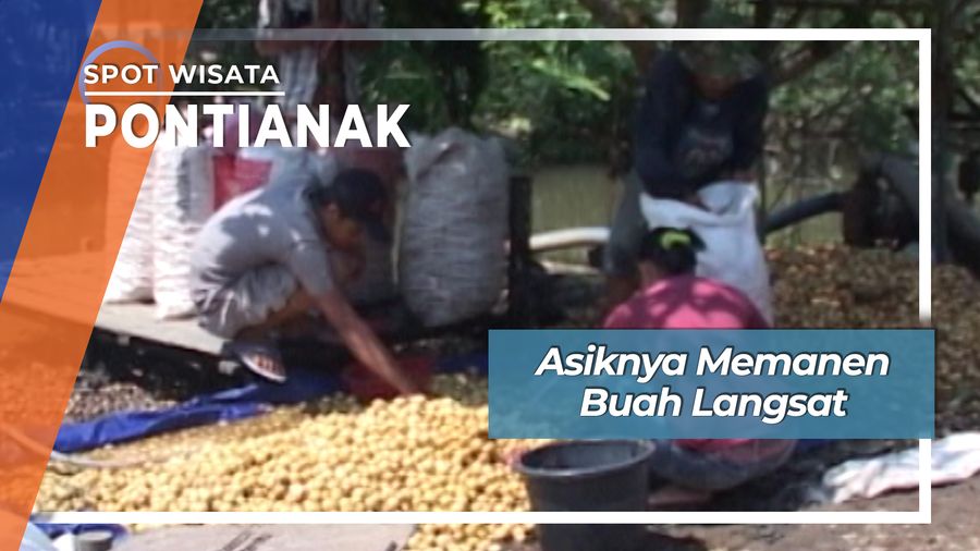Memanen Buah Langsat, Pontianak