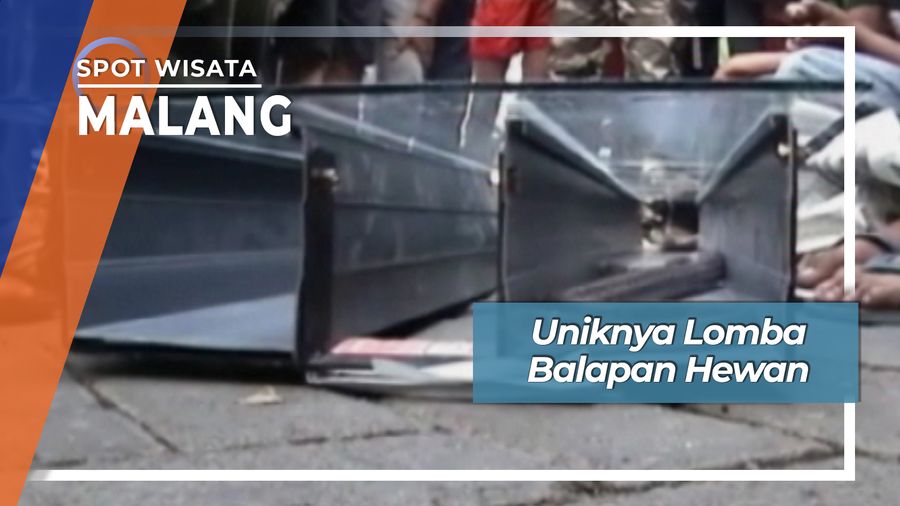 Lomba Balapan Hewan, Malang