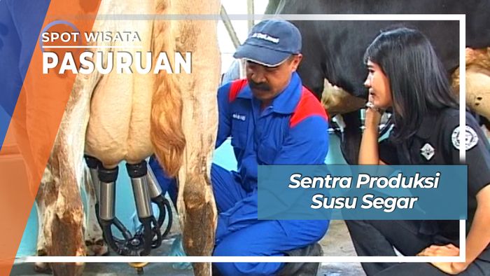 Sentra Produksi Susu Segar, Pasuruan