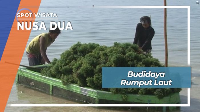 Budidaya Rumput Laut Pantai Geger Nusa Dua