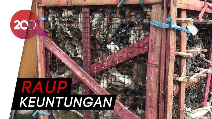 Penjual Burung Raup Keuntungan di Perayaan Imlek
