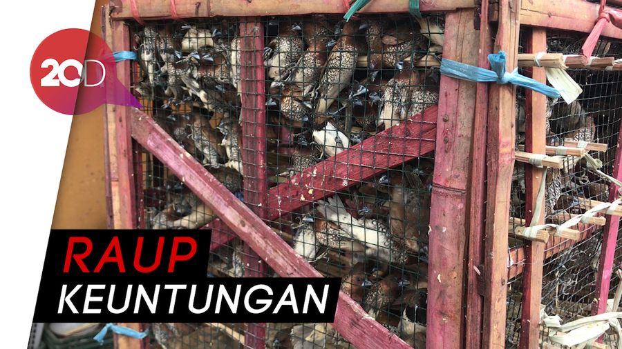 Penjual Burung Raup Keuntungan di Perayaan Imlek Penjual Burung Raup Keuntungan di Perayaan Imlek