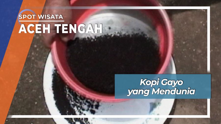 Panen Kopi Gayo Yang Mendunia Asal Desa Burni Telong Bebesen Aceh Tengah