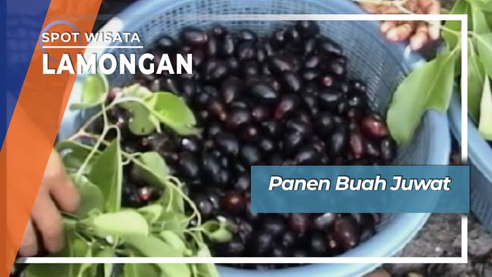 Panen Buah Juwet Desa Lopang Lamongan Jawa Timur