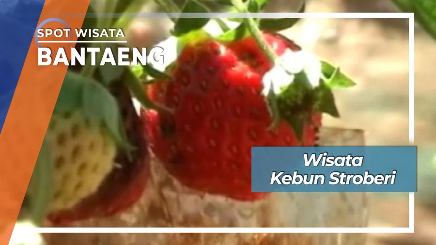 Petik Strawberry Desa Bontolojong Uluere Bantaeng